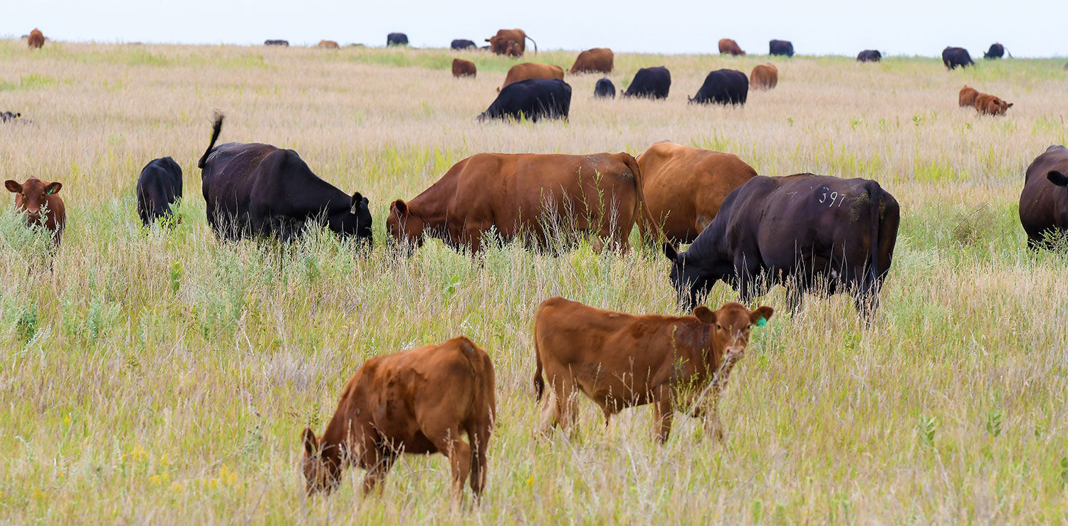 tmb-support-ranching.jpg